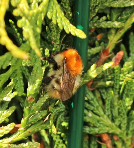 Bombus pascuorum